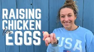 Raising Chickens for Eggs for Beginners