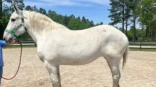 White Percheron Mare Driving