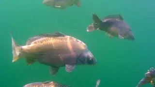 Karpie Carp Cyprinus carpio