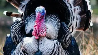 SAVE THE BIRD THANKSGIVING EVP SESSIONS 2025
