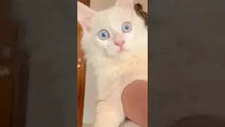 📷😚#cat #meowmafia #foryou #foryoupage #viralvideo #viral #reelitfeelit #follow #reach