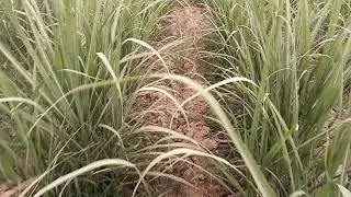 Sugarcane plantation at 4 feet