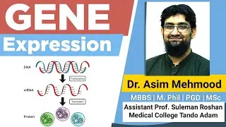 Gene Expressions |  DNA Transcription and Translation ( Hindi / Urdu )