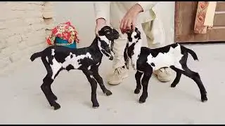 Top quality goat kids for sale03106731934 wtsap