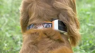 Рекламный ролик Pawfit (лето 2023) | GPS-трекер для собак Pawfit 3
