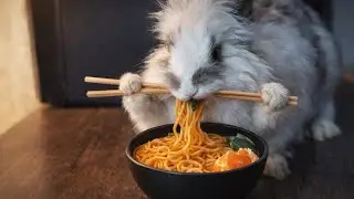 Rabbit eating noodles. Subscribe to see more videos.🐰🙏#asmr #rabbit #animalasmr #rabbits #pets 