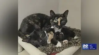 Second Chance Animal Services aids 64,000 pets in 2025