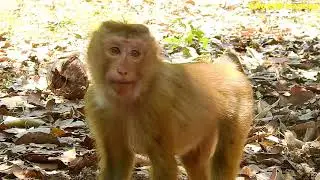 Amazing Monkey! Axel kiss and play with Rose very closely | Angkor Nature