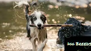 Dog Breeds Promo || Dog Breeds