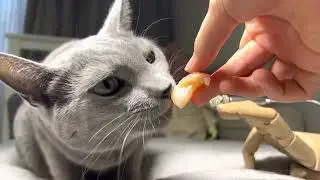 Little ASMR eating🥩 Небольшое АСМР мукбанг🥩🐱🐱