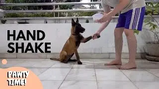 Belgian Malinois Puppy Training | Basic Commands and Tricks Part 2