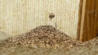 Call Us 626-344-2464|Inspection Manage Flying Termites Control Methods Pasadena:Tent Fumigation