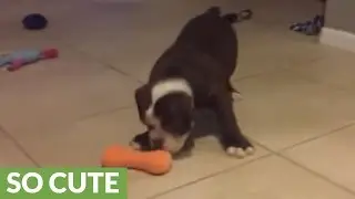 Curious puppy plays with squeaky toy for the first time
