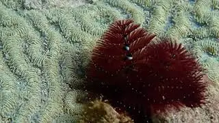 Coral City Action Cam | Christmas Tree Worms in Brain Coral | 7.31.2021