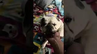 A Tale of Two Frenchies #a #tale #of #two #frenchies #dogdad #youtube