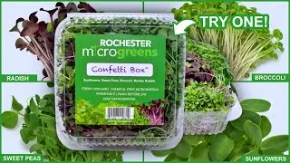 The Confetti Box Microgreen Mix In Rochester NY