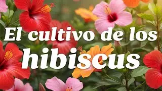 El Secreto del Hibiscus o Cucardas: &iexcl;Tu Jard&iacute;n NUNCA Volver&aacute; a Ser el Mismo! 🌺🌿