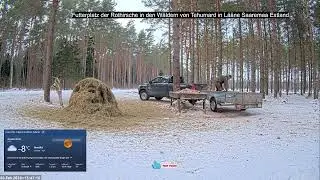 2026 02 07 Futterplatz🥕🥕M&ouml;hren, Fressen f&uuml;r die Rothirsche von Tehumard in L&auml;&auml;ne Saaremaa Estland