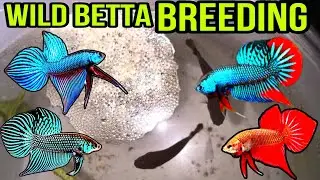 WILD BETTA FISH BREEDING A-Z FULL GUIDE IN HINDI | FIGHTER FISH BREEDING | BETTA FISH BREEDING