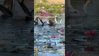 Good Morning from Thailand 🌿 Geese Swimming in the Lily Pond