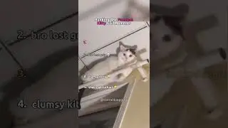 Ranking The Funniest Kitty Fail Moments 🐱