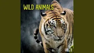 Animals Fear