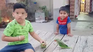 Parrot With Kids Play