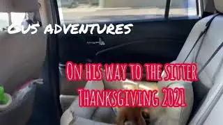 Gus Goes to the Puppy Sitter