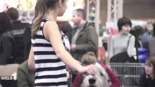 Internationale Hunde-Schau Messe Wels