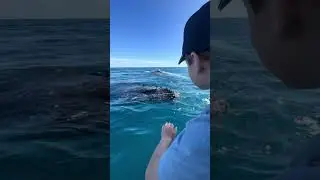 A Whale Approaches a Boat for an Incredible Close Encounter