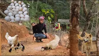 Collecting wild chicken eggs,18 days for the chicks to hatch.Apeaceful life in the mountains