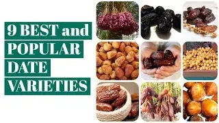 9 BEST and POPULAR DATE VARIETIES