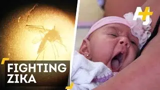 GMO Mosquito To Fight Zika Virus