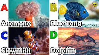 חיות פוניקה ABC | שיר חיות ים ABC | אנגלית וחיות לילדים | שיר אלפביתי לילדים
