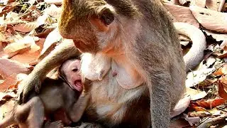 OMG! Jade Fighting Julina | Very Pity Julina Baby Monkey | Baby Doing Nothing Just Milk!