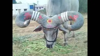 Bull