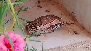 Frog eat 🐜 ant #funnyanimals #nature #ant #comedyanimalvideo #frog #frogs #frogcore