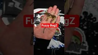 Z-Man Fishing Fuzzy BugZ for Finesse Fishing