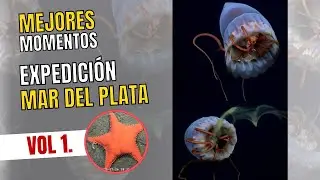 Los mejores momentos de la expedición del CONICET y Schmidt Ocean en Mar del Plata - Vol 1