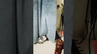 Max playing with curtain @MaxZoeRabbit  #rabbit #bunny #rabbitplaying rabbit playing