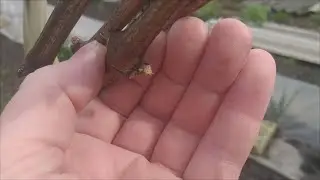 Осторожно с прививкам и опрыскиванием винограда.