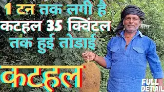 1 टन तक लगी है कटहल 35 क्विंटल तक हुई कटहल की तोडाई FULL DETAIL VIDEO #farmerstruggle #agriculture