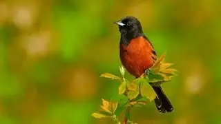 Orchard Oriole Portrait