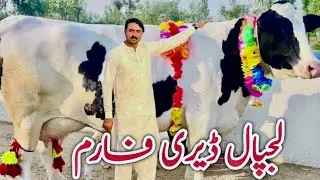 Lajpal Dairy Farm | HF cows | Friesian cows | Jersey cows | 17 November 2025