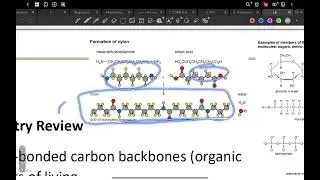 First , biochemistry review 
