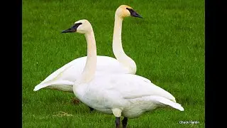 1 1 2026 Trumpeter Swans