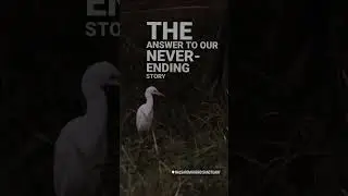 Bird Photography at Nal Sarovar Wildlife Sanctuary  - Never Ending Story Song
