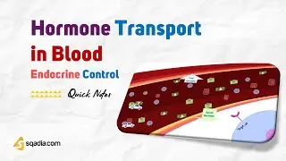Endocrine Control | Hormone Transport in Blood