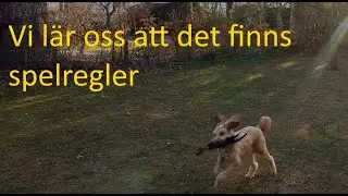 Spelets regler