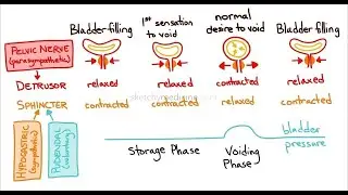 Discuss abnormalities of micturition; Automatic and atonic bladder; Uninhibited neurogenic bladder